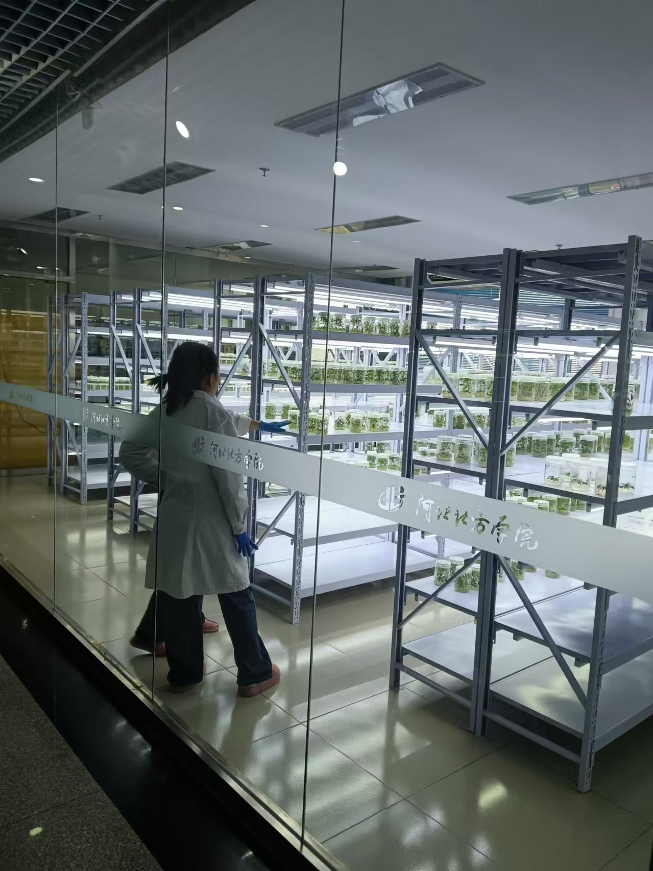 裕华植物组培室设计的基本布局有哪些?